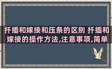 扦插和嫁接和压条的区别 扦插和嫁接的操作方法,注意事项,简单概况一下就行,越简单越好谢谢